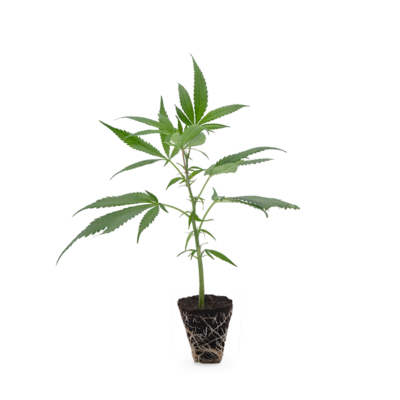 Super Buff Cherry - Hanfgarten