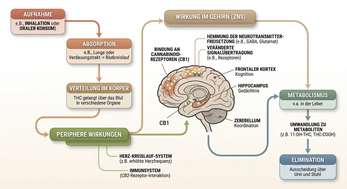 Medizinische Illustration eines Gehirns mit markierten Cannabinoid-Rezeptoren und Neurotransmitter-Signalen