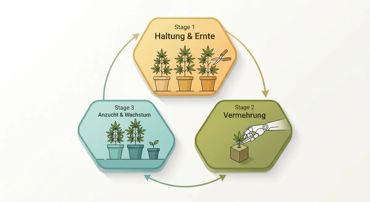 Kreislaufdiagramm des sequenziellen Cannabisanbaus: Ernte, Steckling setzen, Rotation zur nächsten Pflanze