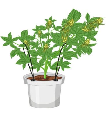 Bindeset für Low Stress Training - Bonsanto