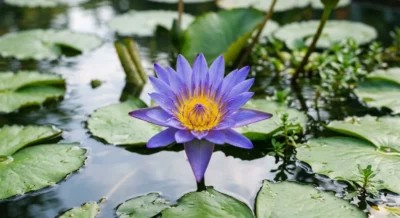 Blaue Lotusblume Nymphaea caerulea mit violetten Bluetenblaettern auf ruhigem Wasser im Morgenlicht