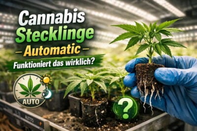 Cannabis Stecklinge Automatic