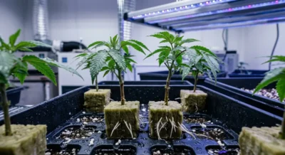 Cannabis-Stecklinge in Anzuchtschale unter blauem LED-Licht mit sichtbaren Wurzelansätzen