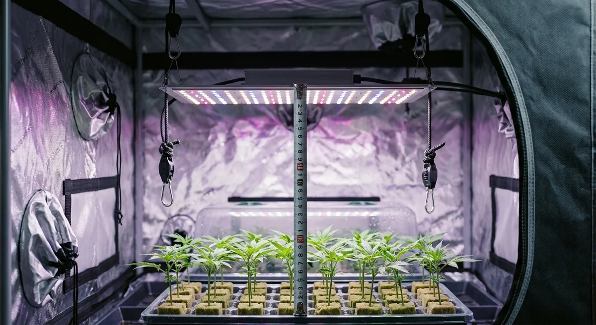 LED-Grow-Lampe hängt 50 cm über Cannabis-Stecklingen in einem Growzelt, Maßband zeigt den Abstand