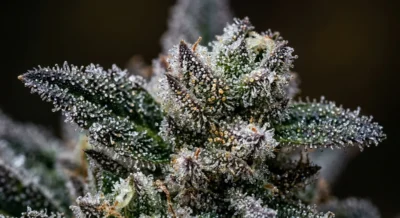 Gefrorene Cannabisblüte mit glitzernden Trichomen und Eiskristallen in Makroaufnahme