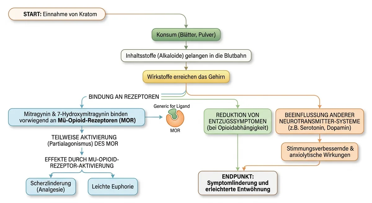 Medizinische Illustration einer Nervenzellsynapse mit partieller und vollständiger Bindung an Opioid-Rezeptoren