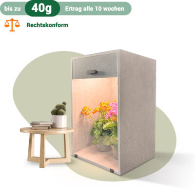 Stone Design Grow Box - Bonsanto
